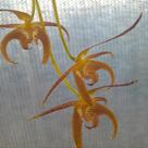 Bulbophyllum lobbii (lobby)