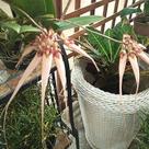 Bulbophyllum louis sander