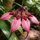 Bulbophyllum Rothschildianum - Orquídea Exótica