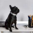 Bulldog Pirata ou Preto Decorativo Geométrico Poly Bulldog Pirata ou Preto Decorativo Geométrico Poly
