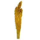Buquê Capim Flor Sorgo Secos Arranjo Desidratado Buquê Capim Flor Sorgo Secos Arranjo Desidratado