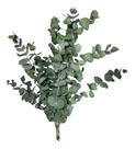 Buquê De Eucalipto Desidratado Natural Decoração Casamento 50cm