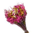 Buque De Flor Seca Estrelinha Presente Decoração - Pink
