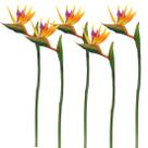 Buquê de flores artificiais Calcifer Bird of Paradise 82cm