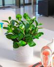 Buquê de folhagem artificial com 2 Clusia o vaso não acompanha Buquê de folhagem artificial com 2 Clusia o vaso não acompanha