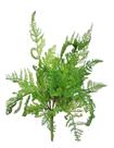 Buque de Renda Portuguesa Decorativa Envelhecida Verde