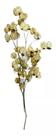 Buque Flor De Bulganville Bougainville Boganvile Alvejada