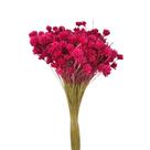 Buque Flor Espeta Nariz Desidratado Arranjos Pinterest Decor