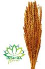 Buque Folhagem Capim Flor De Milho Laranja Arranjo Floral