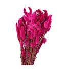Buque Maço Celosia Rabo De Gato Flores Desidratadas Buque Maço Celosia Rabo De Gato Flores Desidratadas