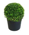 Buxinho Natural - Plantas Direto Do Produtor, 1 Muda