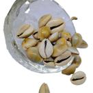 Buzio natural fechado - Sigay - 50g