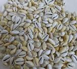 Búzios Fechados Pacote com 100/ Búzios Fechados Naturais