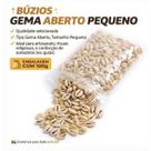 Búzios Naturais Gema Pequenos Abertos para Artesanato e Decoração por KG Búzios Naturais Gema Pequenos Abertos para Artesanato e Decoração por KG