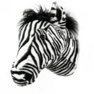 Cabeça de Pelúcia de Parede Zebra Daniel Wild & Soft