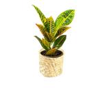 Cachepô Flor Taboa Organizador Fibra Natural Decorativo