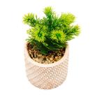 Cachepot de cerâmica com suculenta palha 10 x10 x19 cm Wolff - 61608