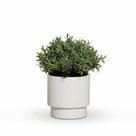 Cachepot Em Cerâmica Charme Off White Fosco 12 Cm - 2A Cerâmica