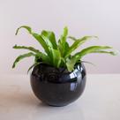 Cachepot Redondo Preto