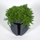 Cachepot The Mandalorian Star Wars