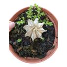 Cacto astrophytum capricorne v. major