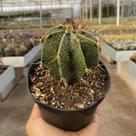 Cacto Astrophytum Ornatum Pote 11 - Super Colecionavel Cacto Astrophytum Ornatum Pote 11 - Super Colecionavel
