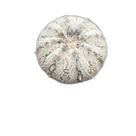 Cacto astrophytum super kabuto snow