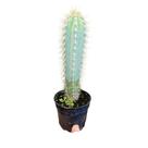 Cacto Azul Ou Pilosocereus Azureus