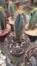 Cacto Azul ou Pilosocereus Azureus