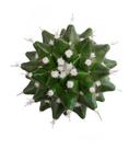 Cacto Bola Cactus Mammillaria Polythele Planta Adulta Rara