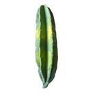 Cacto Brasileirinho - Corte De 30 Cm- SEM RAIZ
