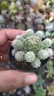Cacto-dedal Mammillaria gracilis