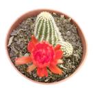 Cacto Echinopsis Chamaeceus