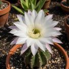 Cacto Echinopsis eyriesii - Muda Enraizada de 5 cm