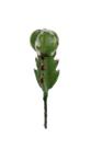 Cacto em Plástico Verde 13cm - H8