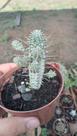 Cacto Euphorbia Mammilaris Variegata