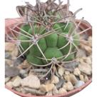 Cacto Gymnocalicium Saglionis pote 9