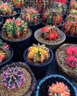 Cacto Gymnocalycium mihanovichii - Planta Ornamental