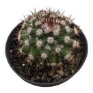 Cacto Mammillaria Mammillaris pote 6 cm (pequeno) Cacto Mammillaria Mammillaris pote 6 cm (pequeno)