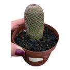 Cacto Mammillaria Matudae /cacto Membro- Pote 11 Cacto Mammillaria Matudae /cacto Membro- Pote 11