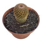 Cacto Mammillaria Matudae /cacto Membro- Pote 11