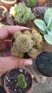 Cacto MAMMILLARIA PROLIFERO
