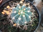 Cacto Melocactus Azureus