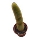 Cacto Rabo de gato (Cleistocactus Winte) pote 6