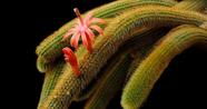 Cacto Rabo de Gato (Cleistocactus Winteri) - Muda Menor de 15 cm