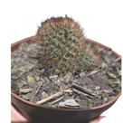 Cacto Rebutia Diminuta pote 9