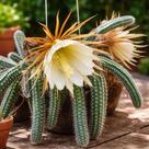 Cacto Samambaia - Selenicereus validus - Planta Exótica para Decoração Cacto Samambaia - Selenicereus validus - Planta Exótica para Decoração