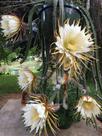 Cacto Samambaia - Selenicereus validus - Planta Exótica para Decoração Cacto Samambaia - Selenicereus validus - Planta Exótica para Decoração