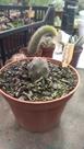 Cacto Tephrocactus var. Articulatus
