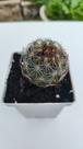 Cacto Thelocactus Bicolor Flor Rosa Cacto Raro Colecionador Cacto Thelocactus Bicolor Flor Rosa Cacto Raro Colecionador